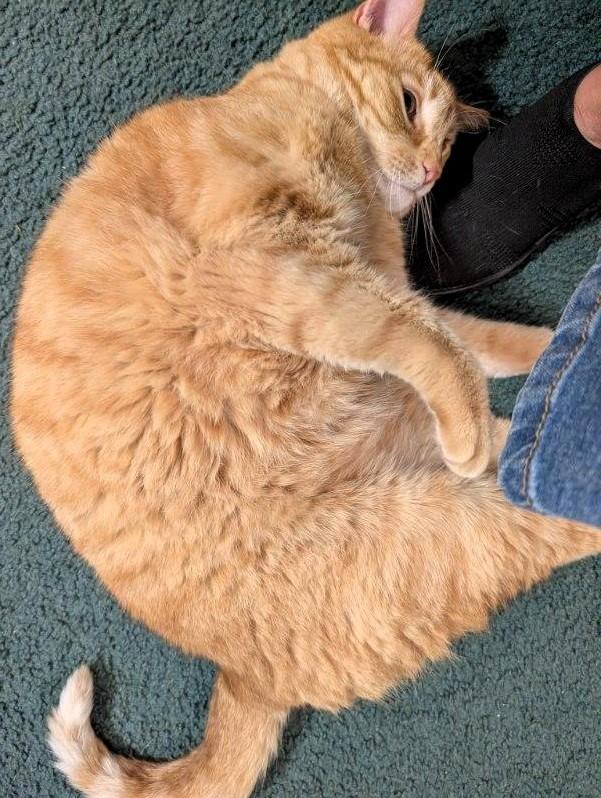 Enlarge Tango Toyer, a ADOPTABLE Domestic Medium Hair in Frederick, MD image 3/4