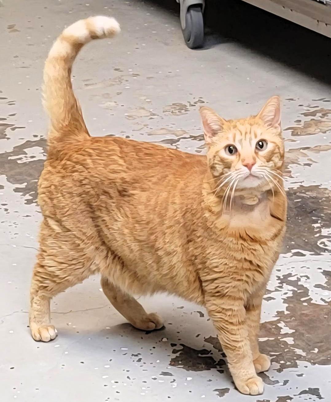 Enlarge Tango Toyer, a ADOPTABLE Domestic Medium Hair in Frederick, MD image 4/4
