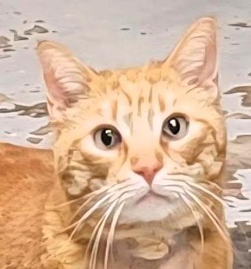 Enlarge Tango Toyer, a ADOPTABLE Domestic Medium Hair in Frederick, MD image 1/4