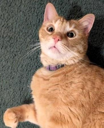 Enlarge Tango Toyer, a ADOPTABLE Domestic Medium Hair in Frederick, MD image 2/4
