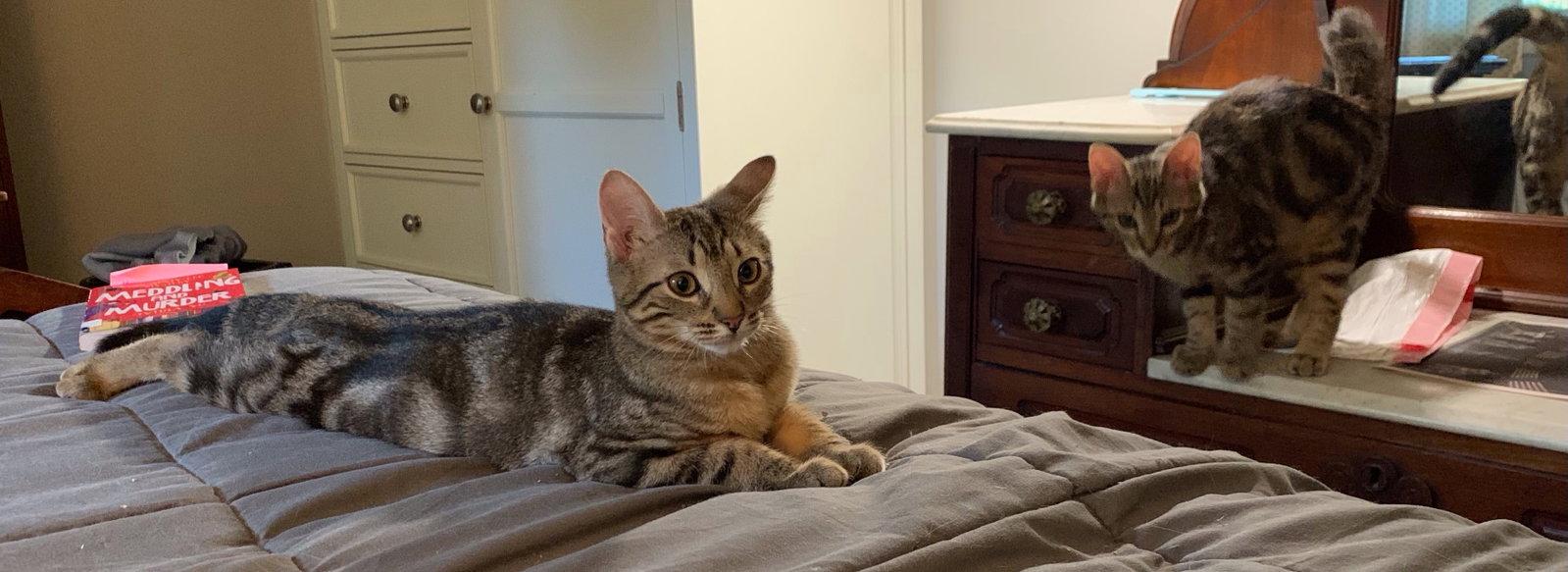Master Copperfield (FCID 7/01/26-2 Glen Mills PS)C, Adopted, Kitten Male Tabby.