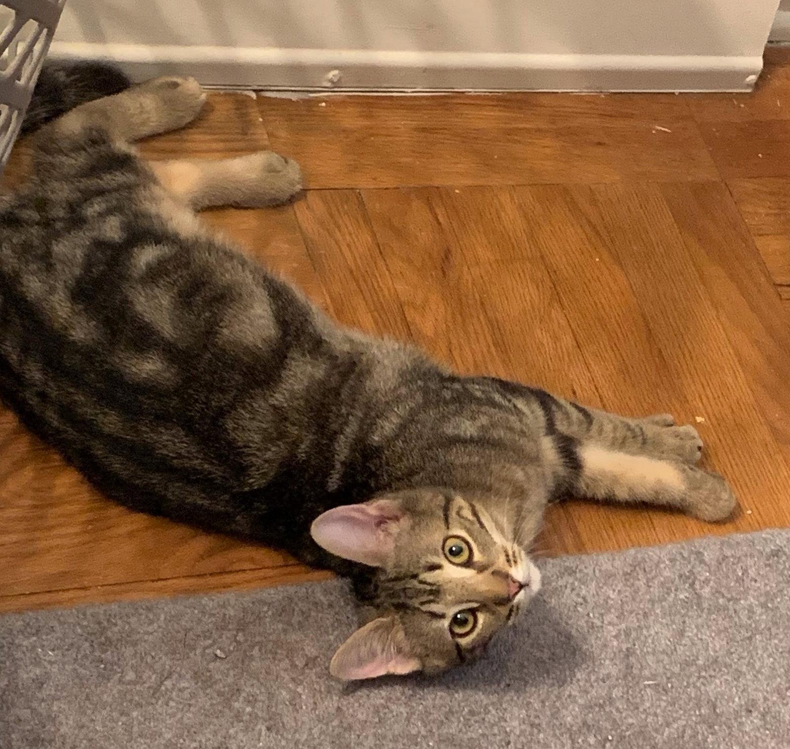 Master Copperfield (FCID 7/01/26-2 Glen Mills PS)C, a Adopted Tabby in Greenville, DE image 3/3