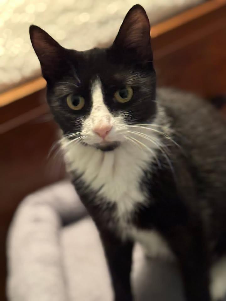 Enlarge Lady Violet, a ADOPTABLE mixed breed in Succasunna, NJ image 2/3