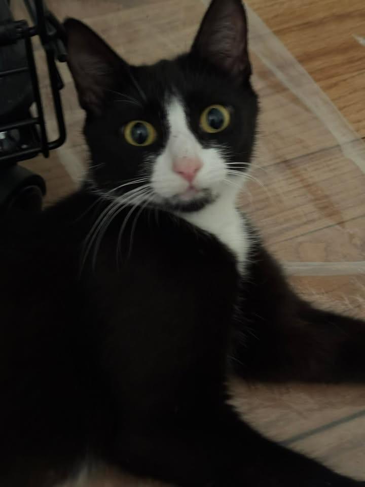 Lady Violet, ADOPTABLE, Young Female Tuxedo.