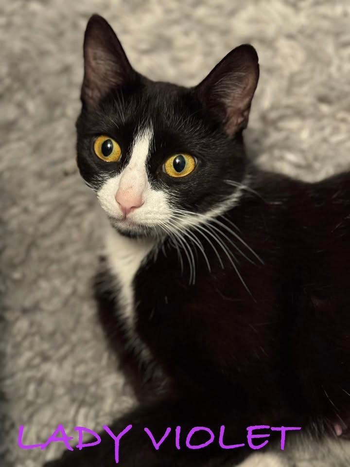 Enlarge Lady Violet, a ADOPTABLE mixed breed in Succasunna, NJ image 3/3