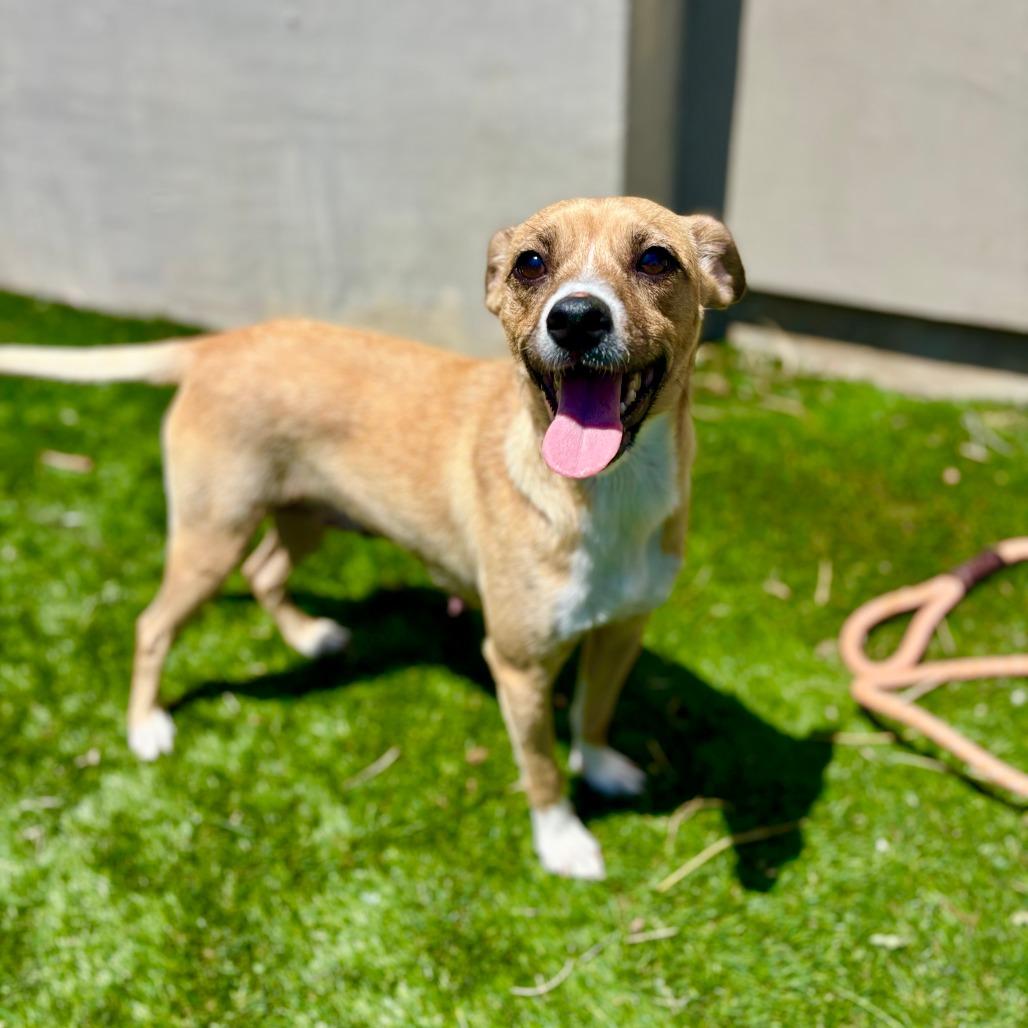 Sahara, Adoptable, Adult Female Terrier & Mixed Breed.