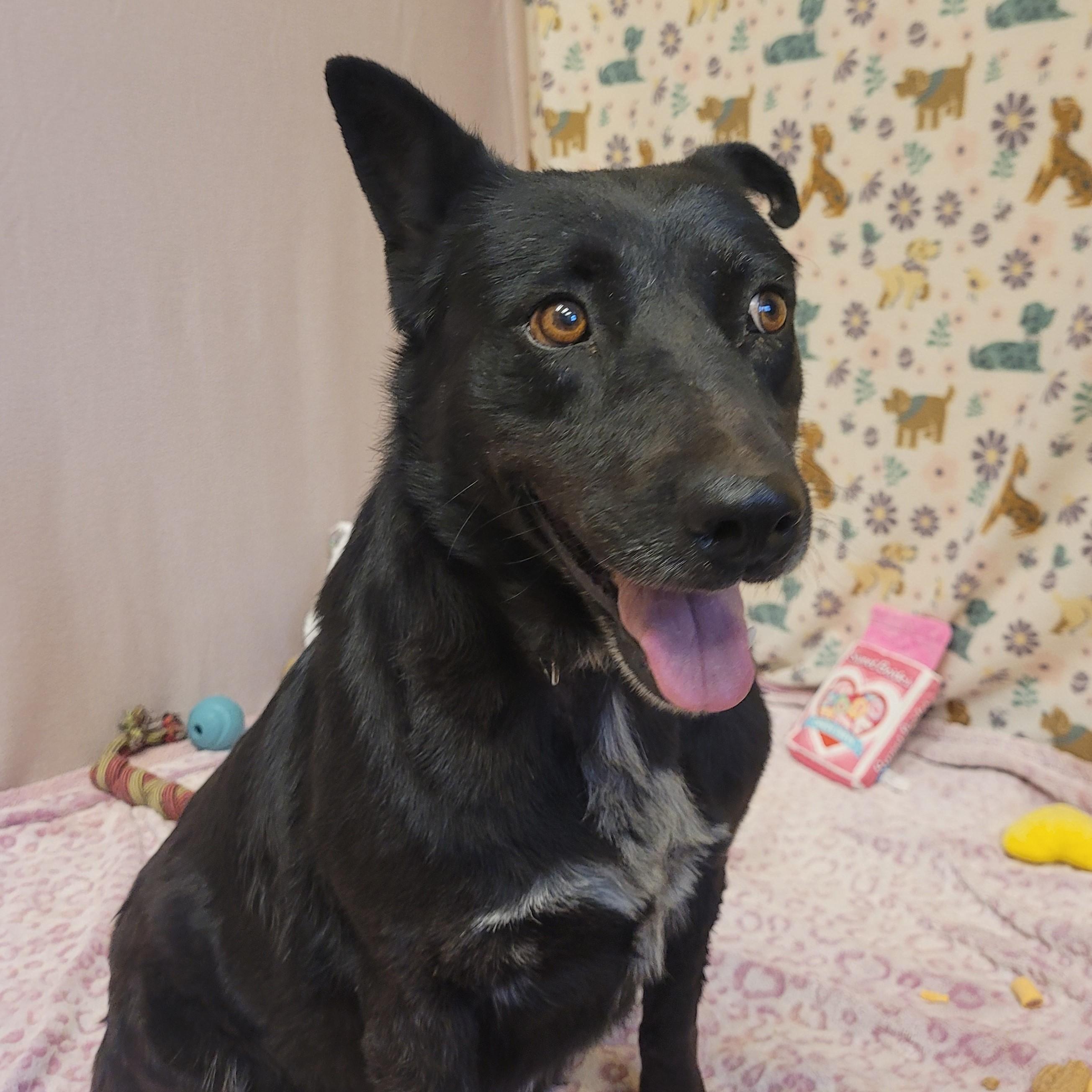 Enlarge Lila, a ADOPTABLE mixed breed in ALPINE, TX image 2/5