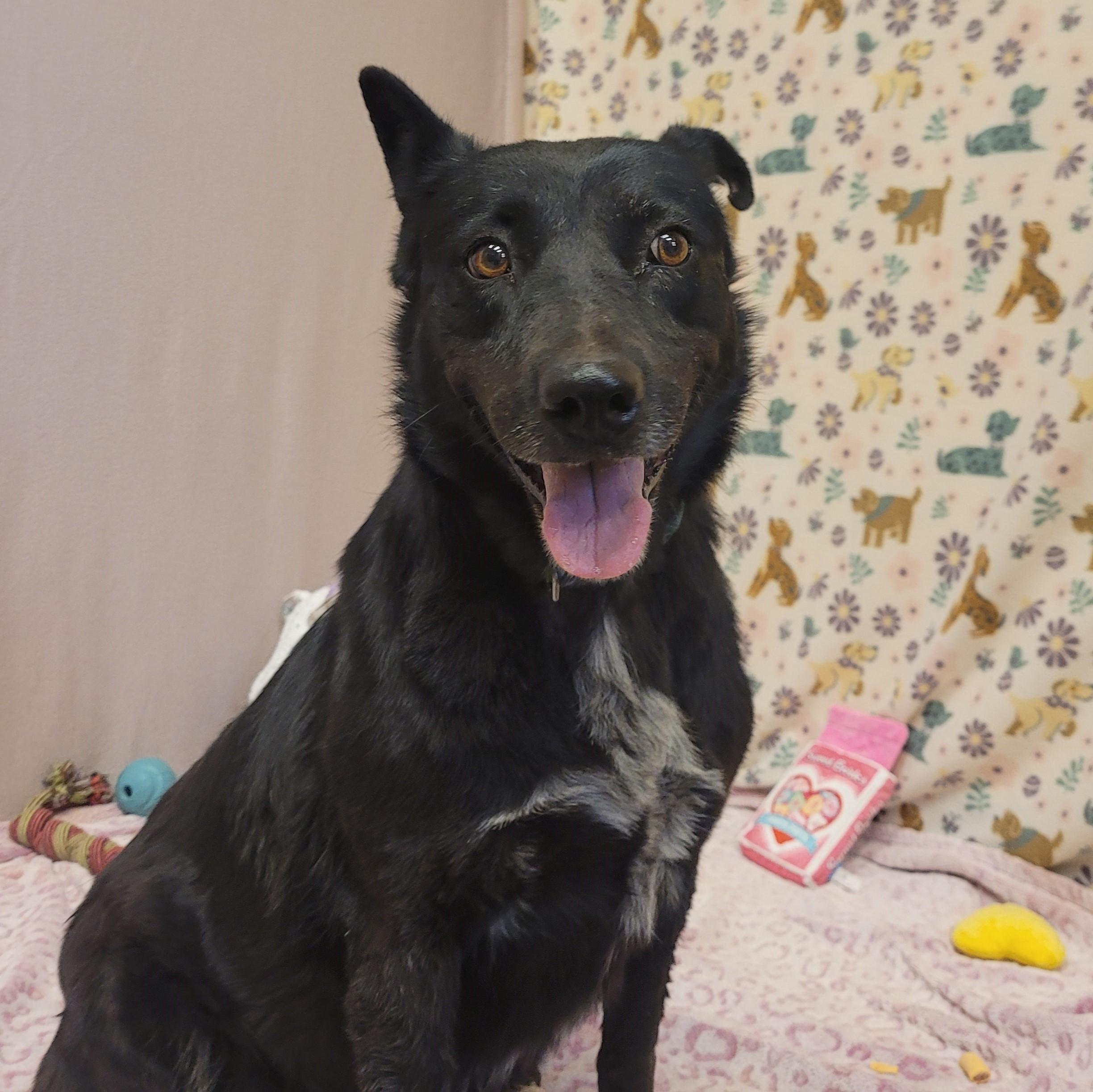 Lila, ADOPTABLE, Adult Female Border Collie & Australian Cattle Dog / Blue Heeler.