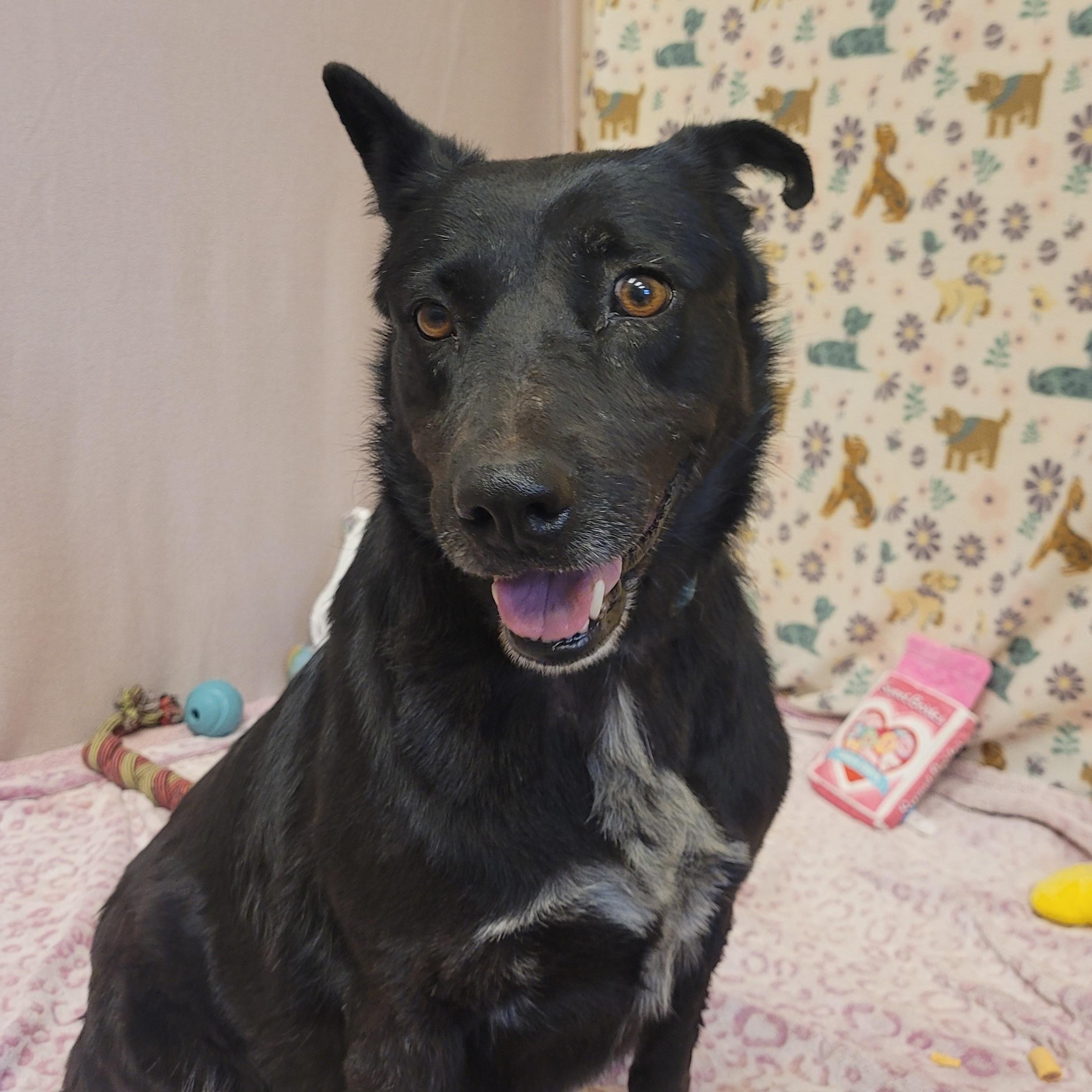 Enlarge Lila, a ADOPTABLE mixed breed in ALPINE, TX image 5/5