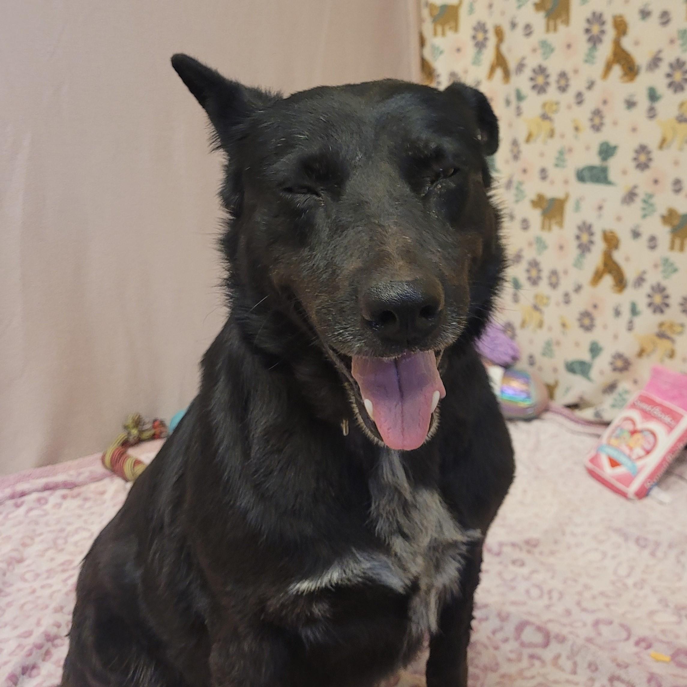 Enlarge Lila, a ADOPTABLE mixed breed in ALPINE, TX image 3/5