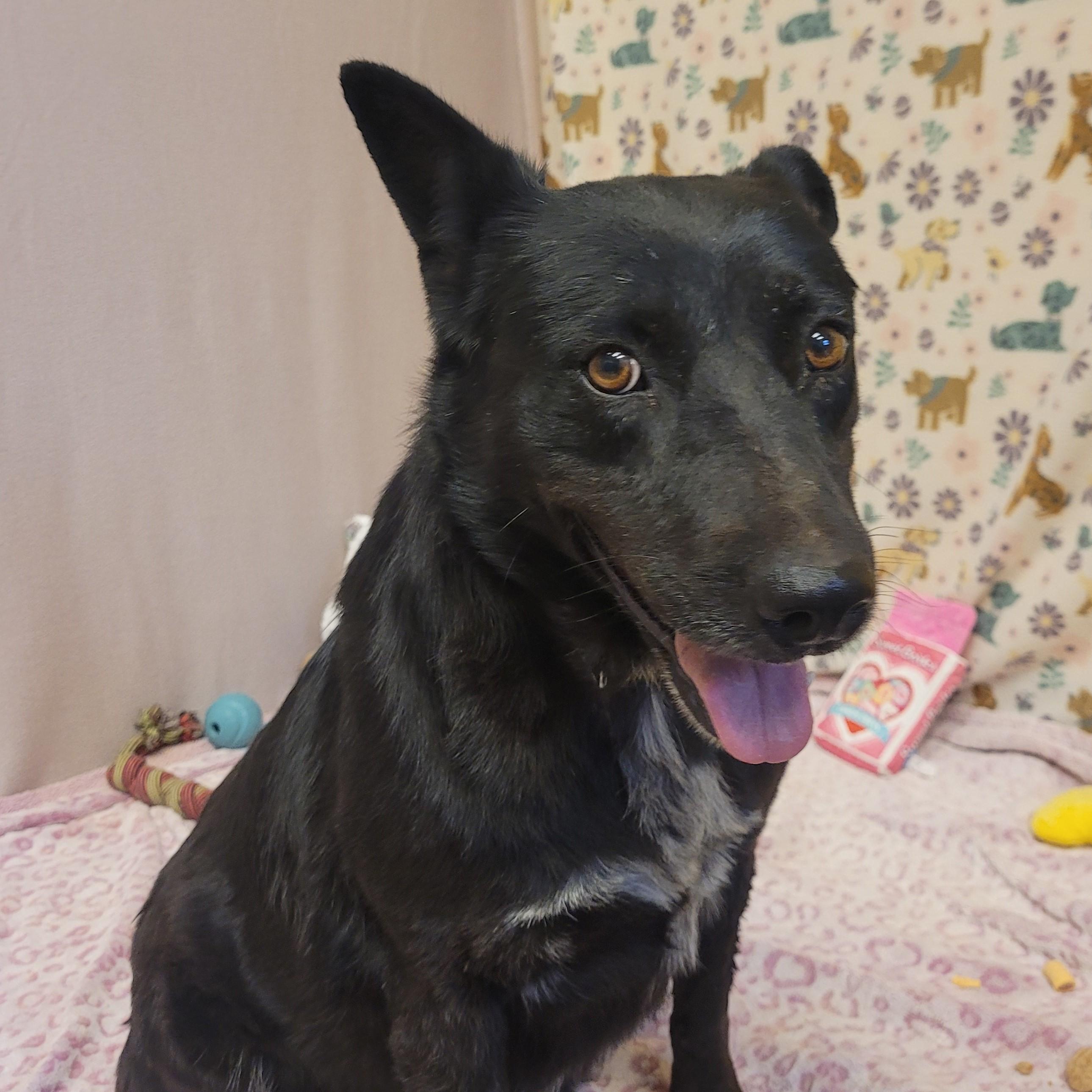 Enlarge Lila, a ADOPTABLE mixed breed in ALPINE, TX image 4/5