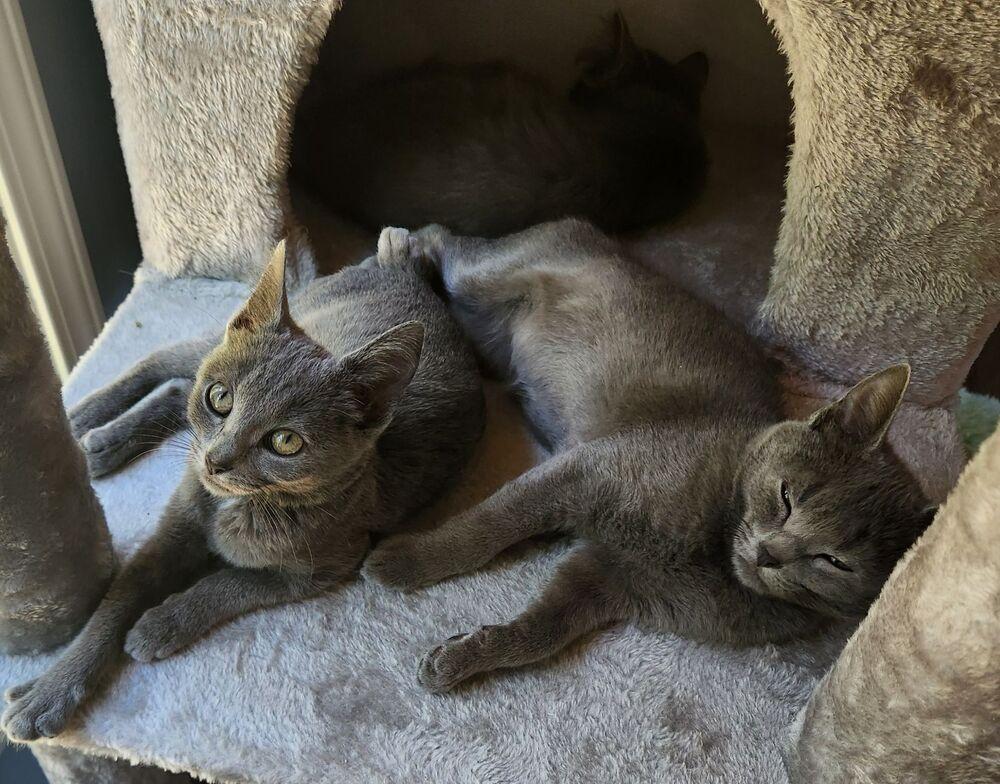 MERLIN, Adoptable, Kitten Female Domestic Short Hair.