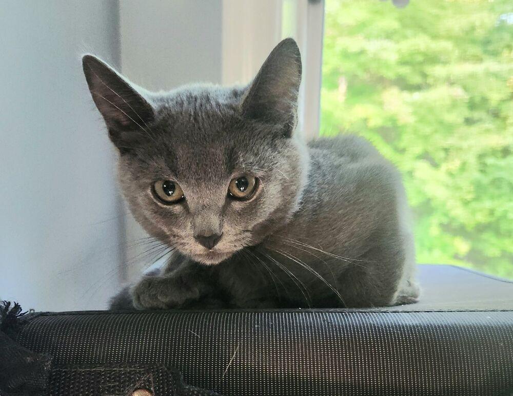 Enlarge MERLIN, a Adoptable Domestic Short Hair in Burlington, NC image 2/4