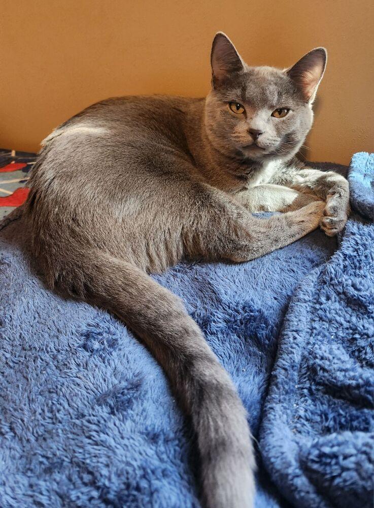 Enlarge MERLIN, a Adoptable Domestic Short Hair in Burlington, NC image 3/4