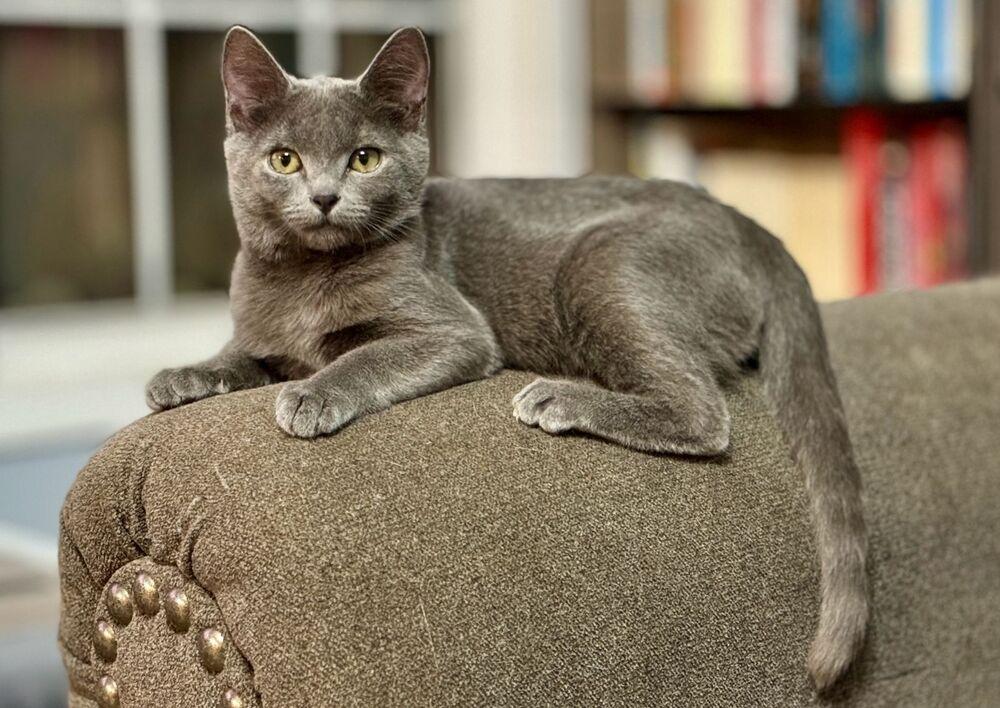 Enlarge MERLIN, a Adoptable Domestic Short Hair in Burlington, NC image 4/4