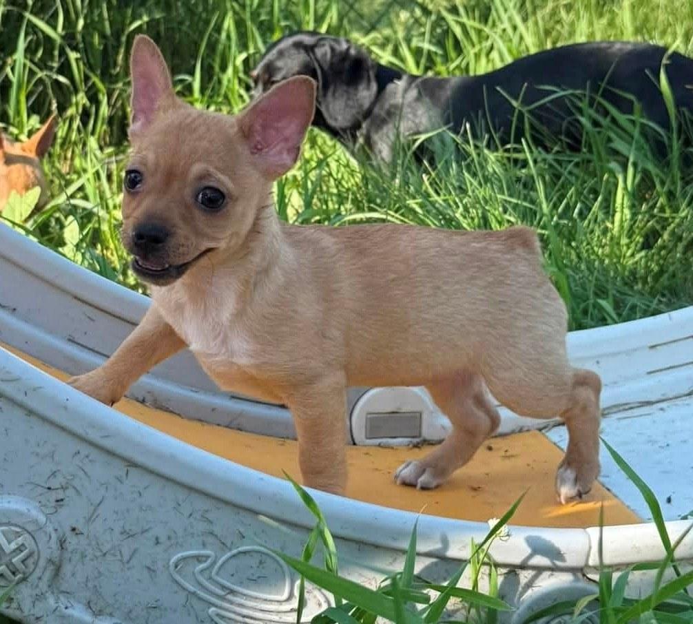 Spuddy, adopted, Puppy Female Chihuahua.
