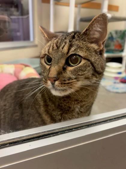 Burglar, a Adoptable Domestic Short Hair in Everett, WA image 1/3