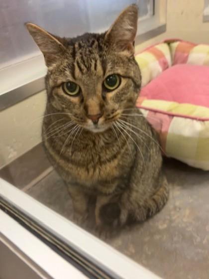 Burglar, a Adoptable Domestic Short Hair in Everett, WA image 2/3