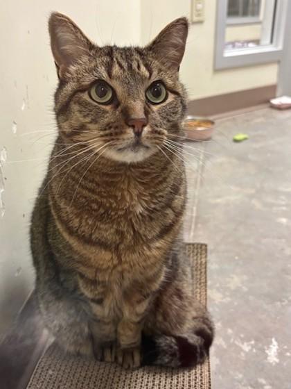 Burglar, a Adoptable Domestic Short Hair in Everett, WA image 3/3