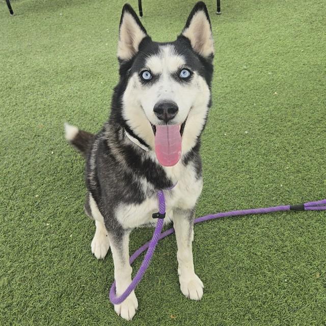 Enlarge CHANDELIER, a Adoptable Siberian Husky in Phoenix, AZ image 1/1