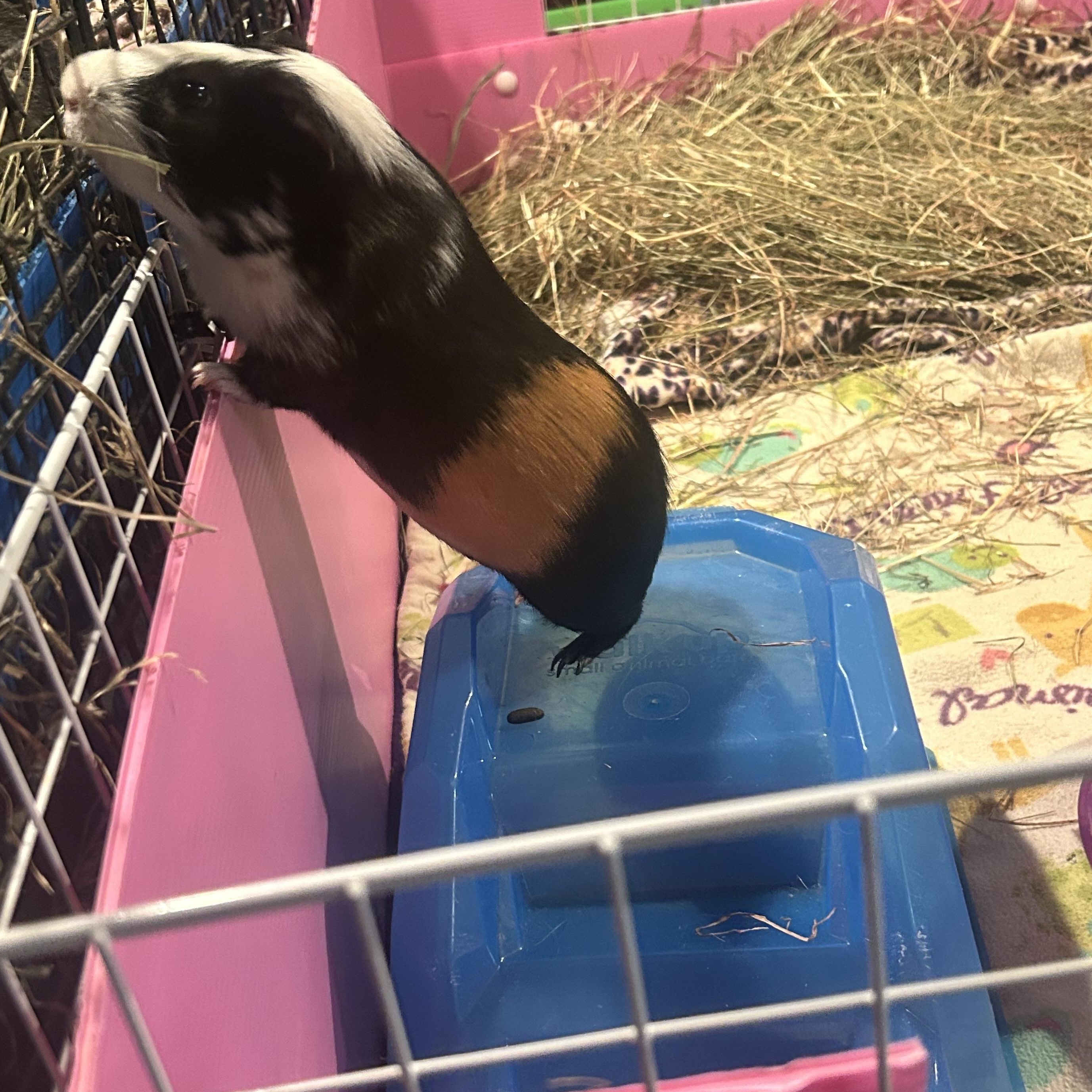 Bugs Bunny, Adoptable, Adult Male Short-Haired.