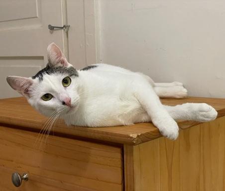 Bunny, Adoptable, Adult Male Domestic Short Hair.