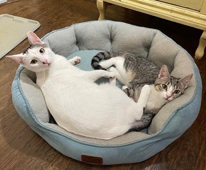 Bunny, a Adoptable Domestic Short Hair in San Francisco, CA image 2/6
