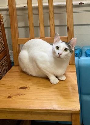Bunny, a Adoptable Domestic Short Hair in San Francisco, CA image 3/6