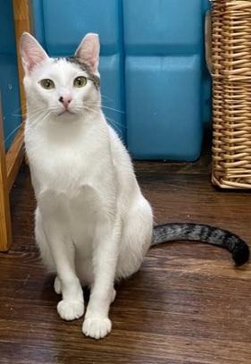 Bunny, a Adoptable Domestic Short Hair in San Francisco, CA image 4/6
