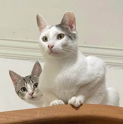 Bunny, a Adoptable Domestic Short Hair in San Francisco, CA image 5/6