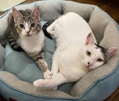 Bunny, a Adoptable Domestic Short Hair in San Francisco, CA image 6/6