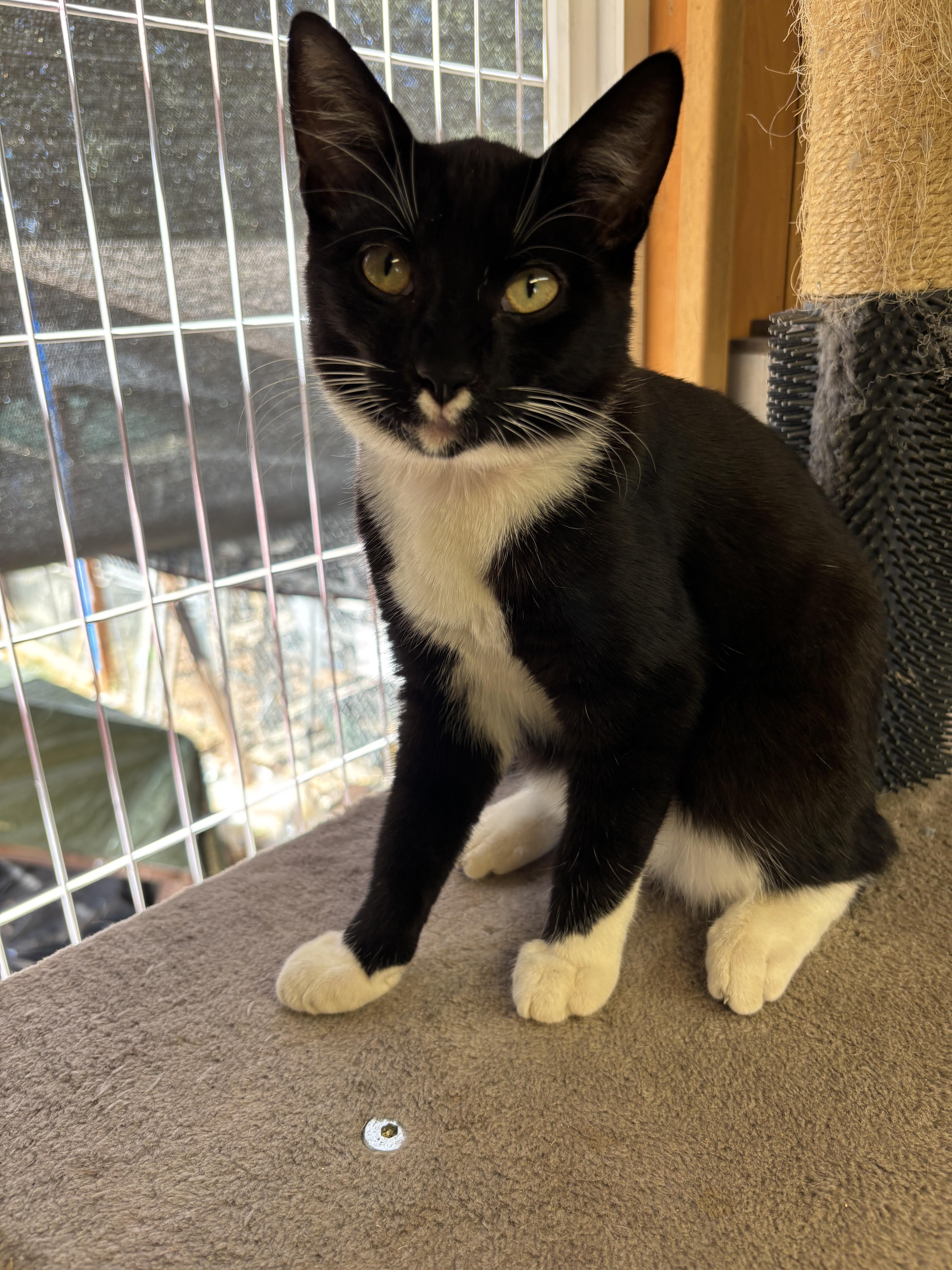 Hercules, a Adoptable Domestic Short Hair in Eugene, OR image 3/3