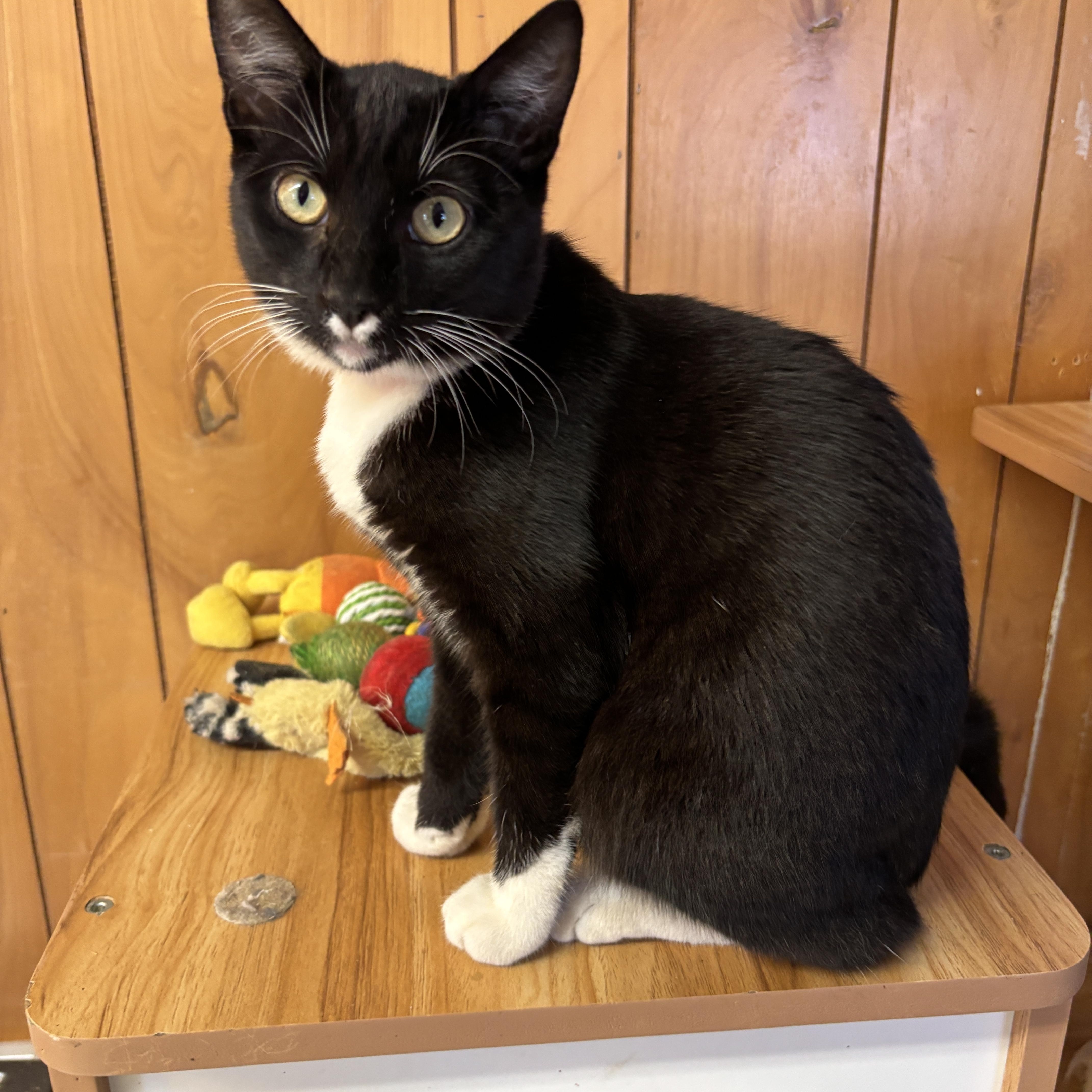 Hercules, Adoptable, Young Male Domestic Short Hair.