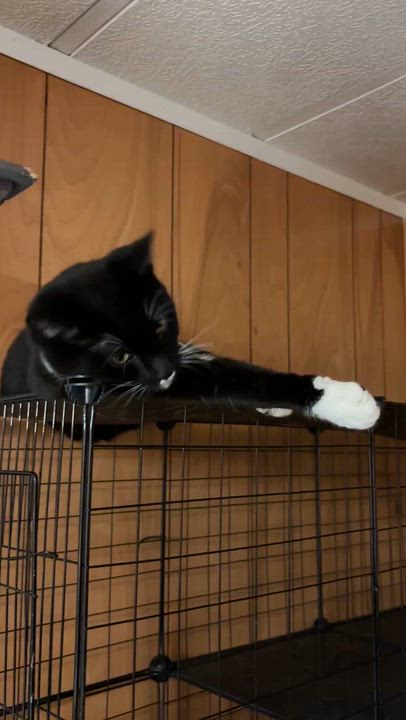 Enlarge Hercules, a Adoptable Domestic Short Hair in Eugene, OR video 2/3