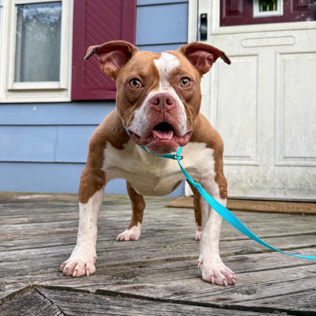 Huey, Adoptable, Adult Male English Bulldog & Mixed Breed.