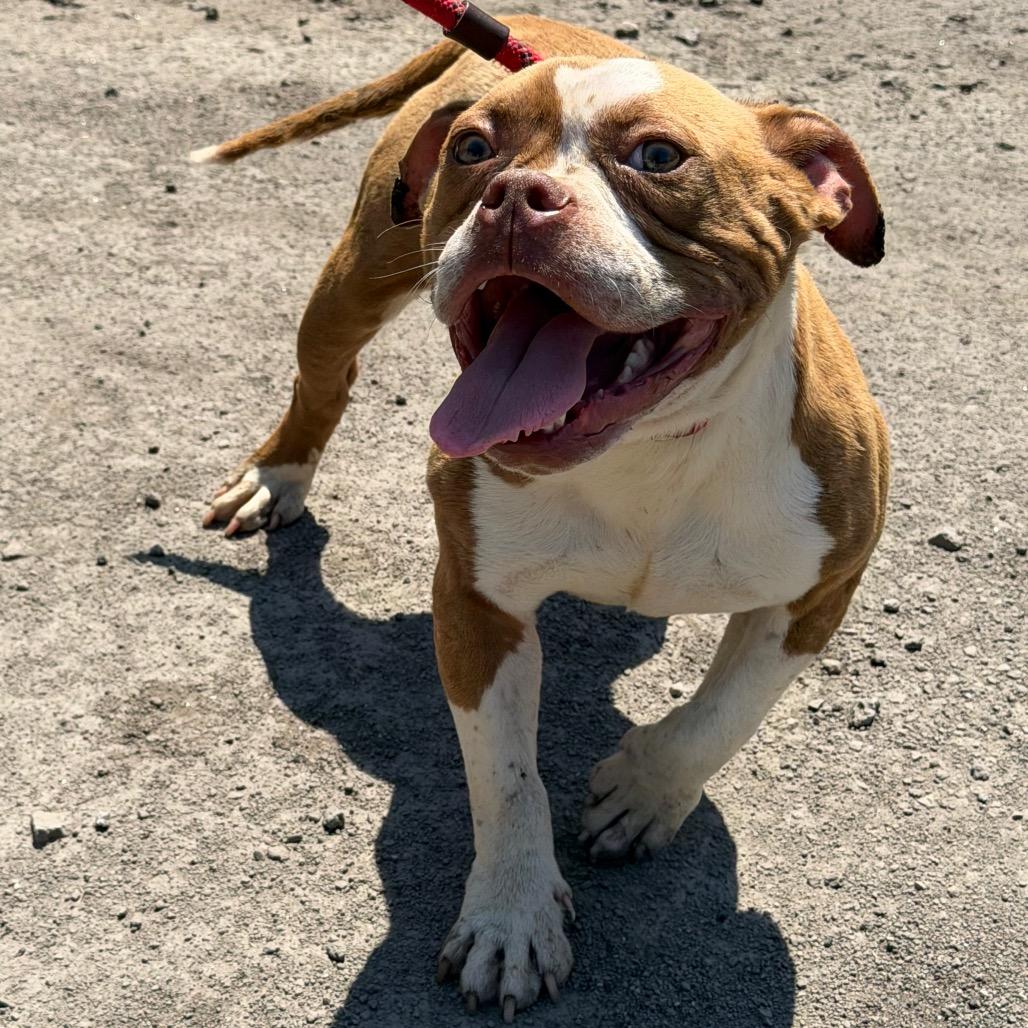 Enlarge Huey, a Adoptable mixed breed in Valparaiso, IN image 2/4