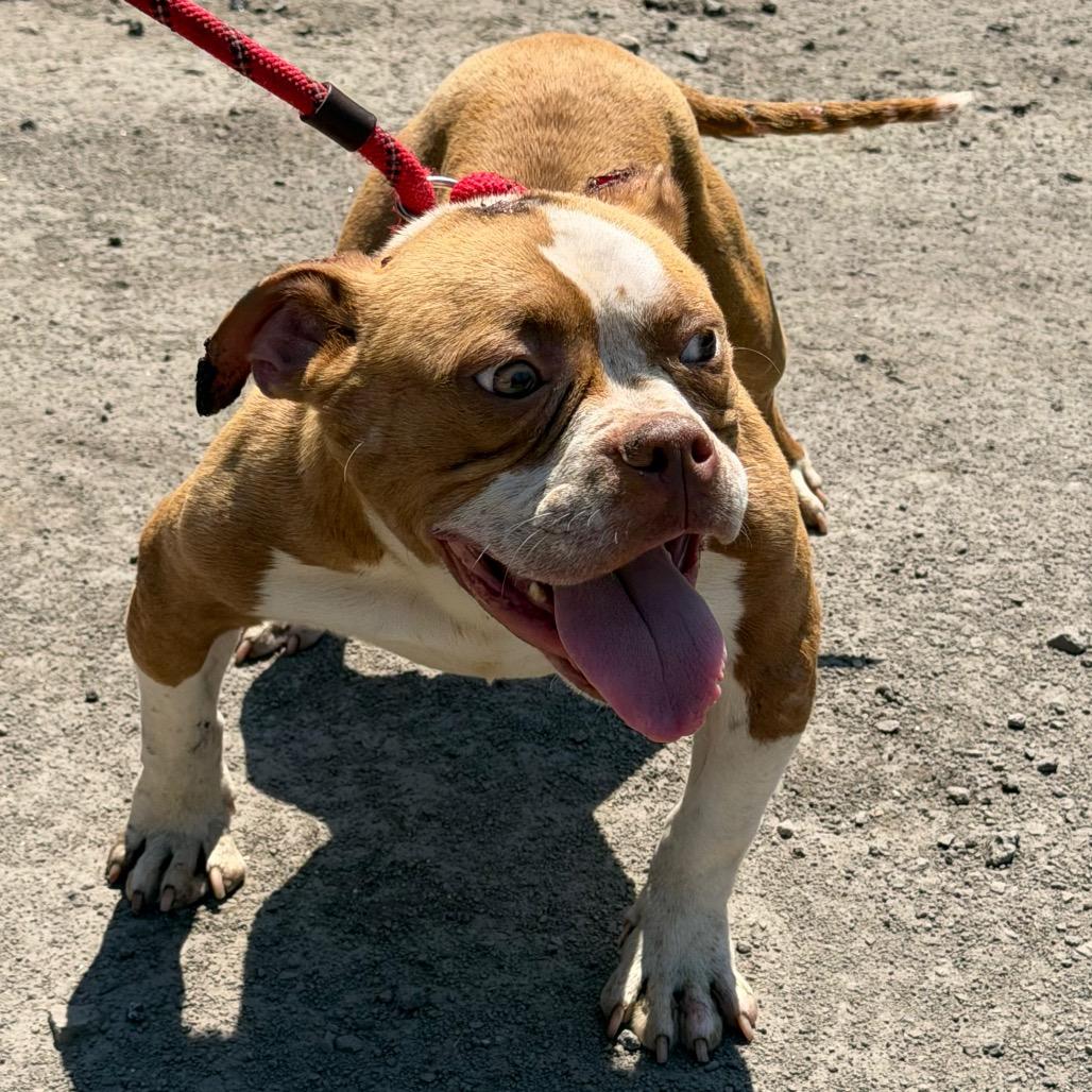 Enlarge Huey, a Adoptable mixed breed in Valparaiso, IN image 3/4