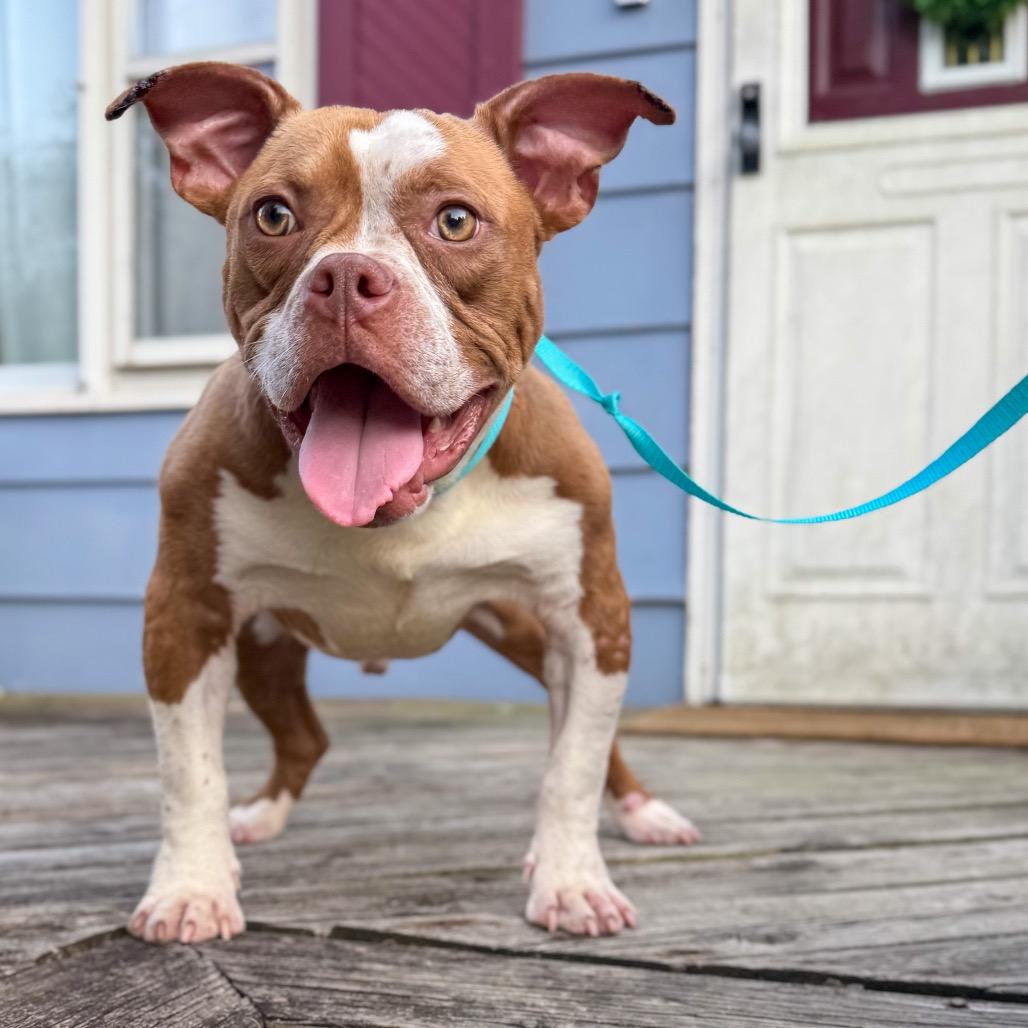 Enlarge Huey, a Adoptable mixed breed in Valparaiso, IN image 4/4