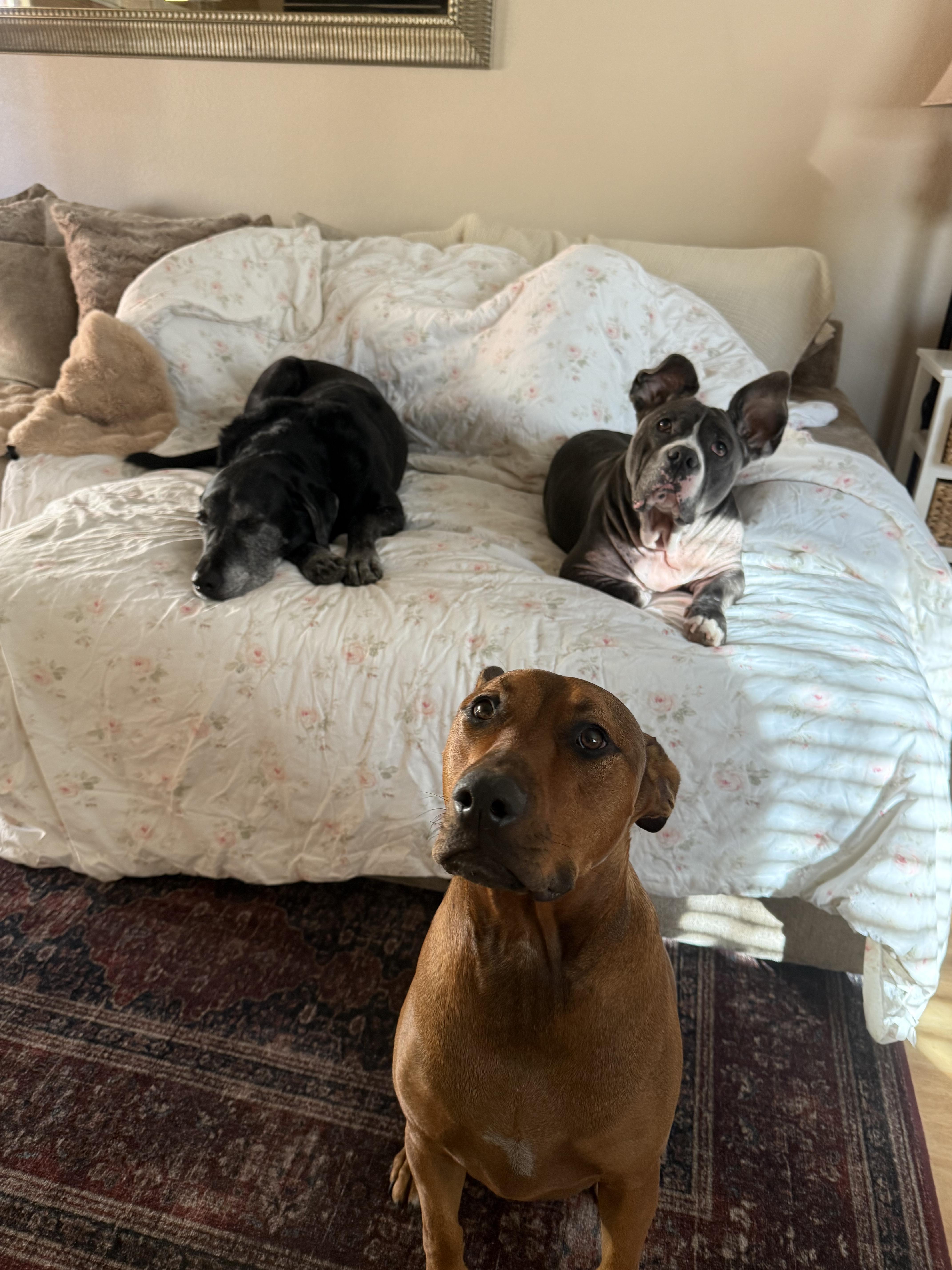 Enlarge Lilac, a ADOPTABLE mixed breed in Henderson, NV image 5/5