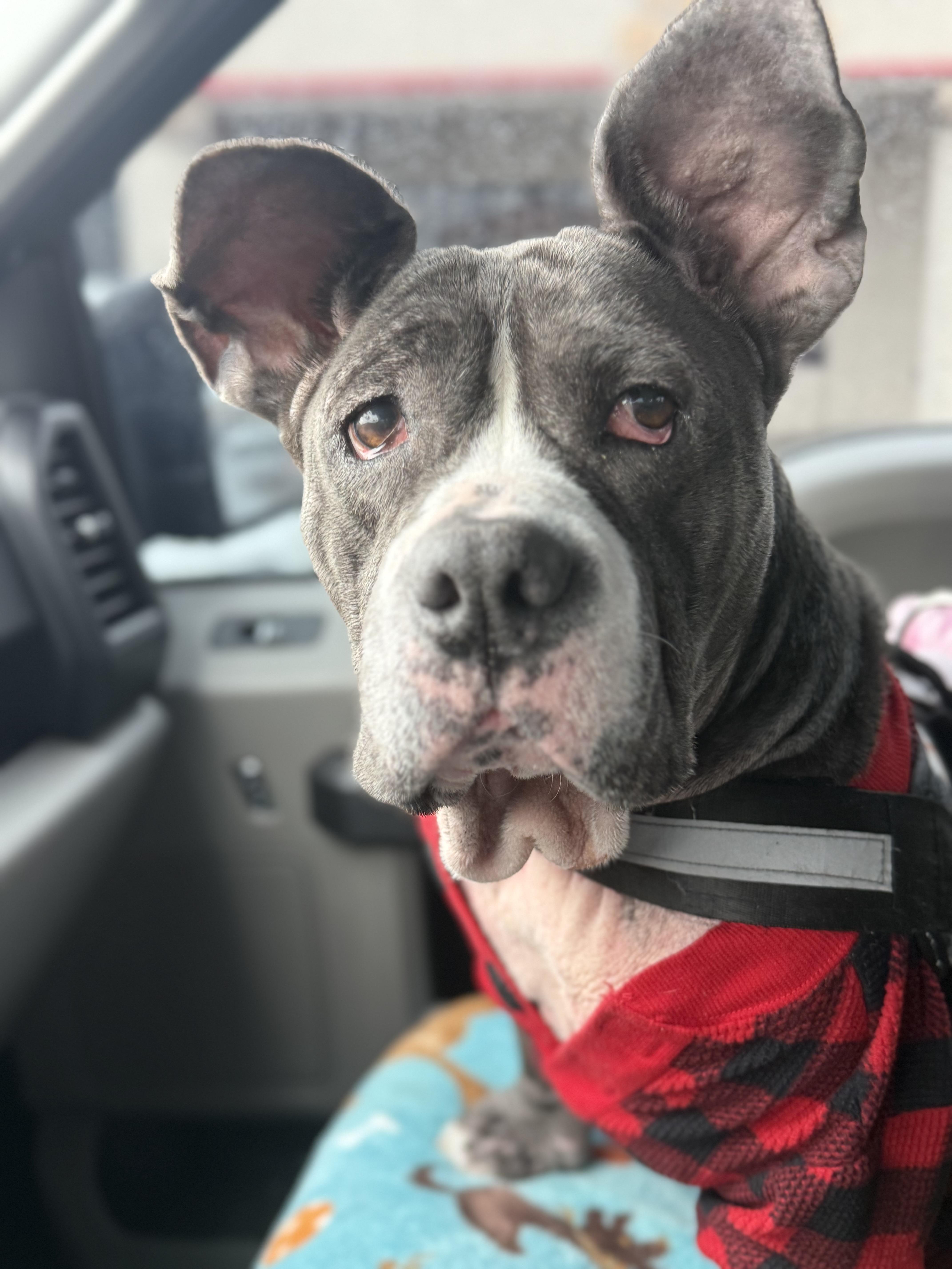 Enlarge Lilac, a ADOPTABLE mixed breed in Henderson, NV image 2/5