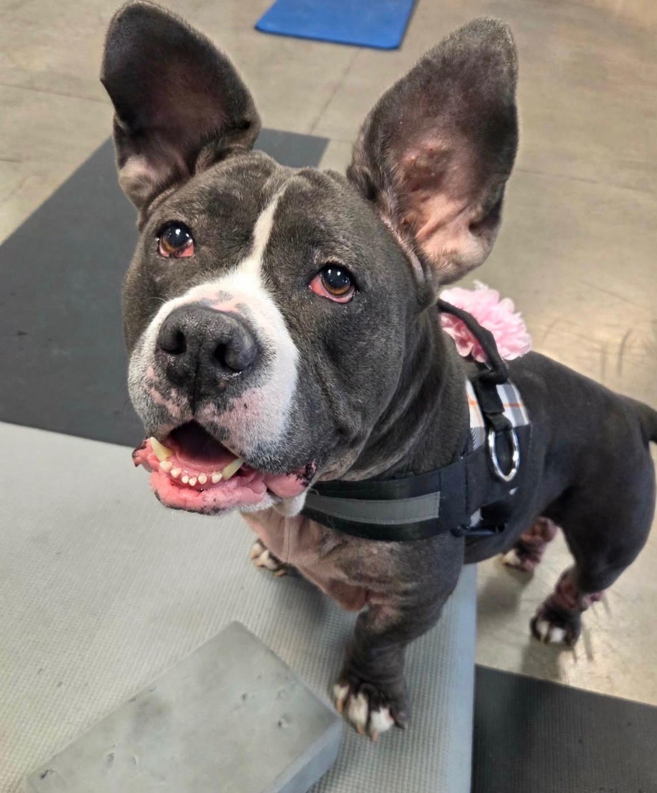 Enlarge Lilac, a ADOPTABLE mixed breed in Henderson, NV image 3/5