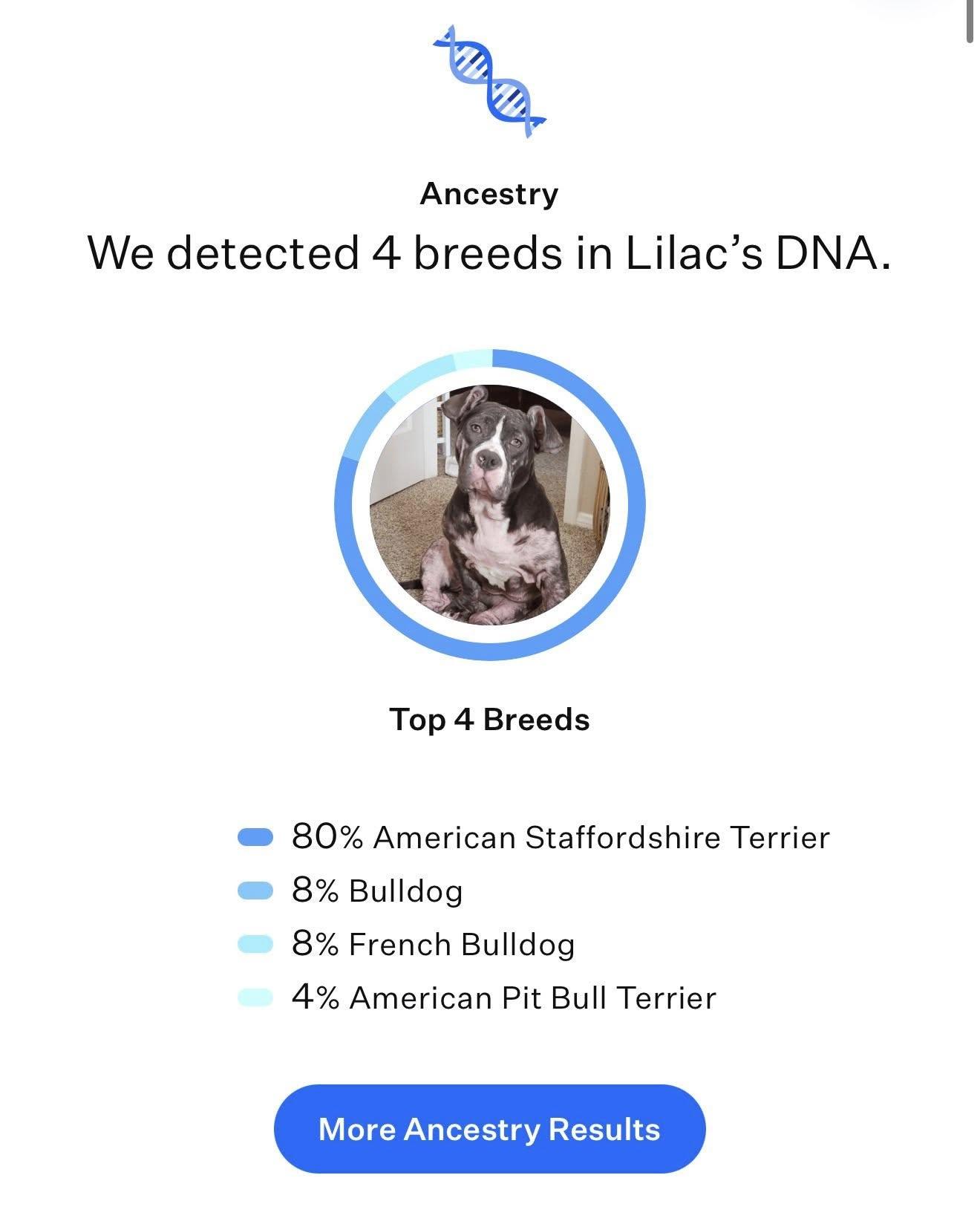 Enlarge Lilac, a ADOPTABLE mixed breed in Henderson, NV image 4/5