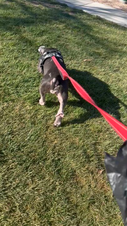 Enlarge Lilac, a ADOPTABLE mixed breed in Henderson, NV video 1/5