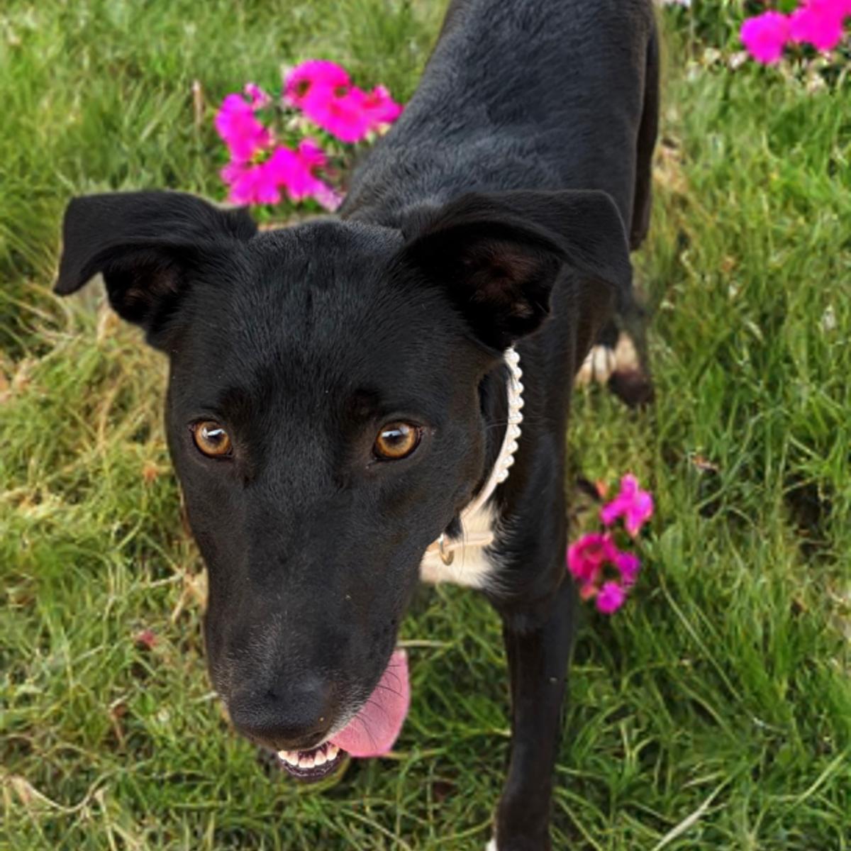 Enlarge July/socks, a Adoptable Labrador Retriever in Kingman, AZ image 1/1