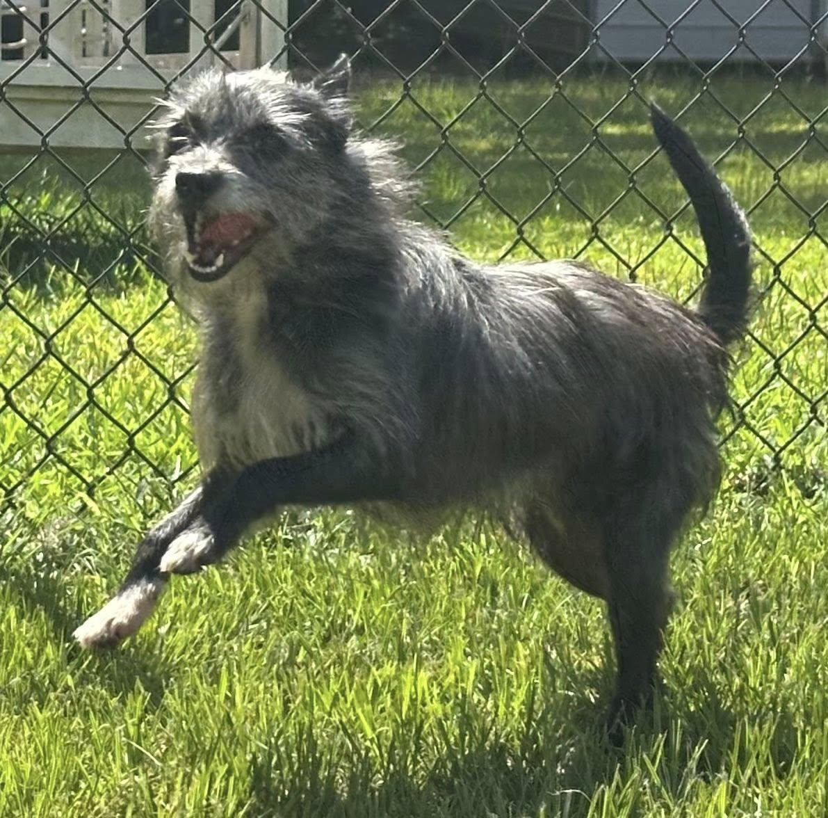 Pip