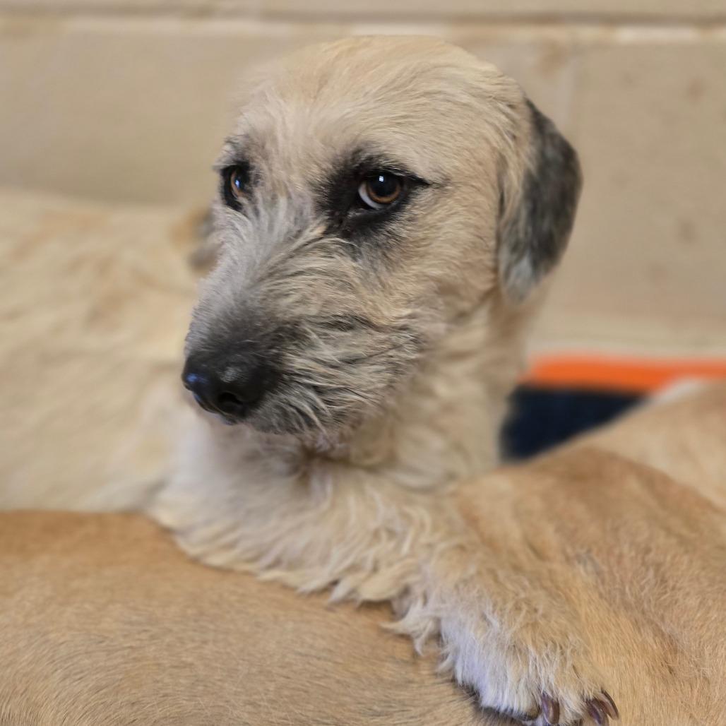 Nibbles, Adoptable, Adult Female Terrier & Mixed Breed.