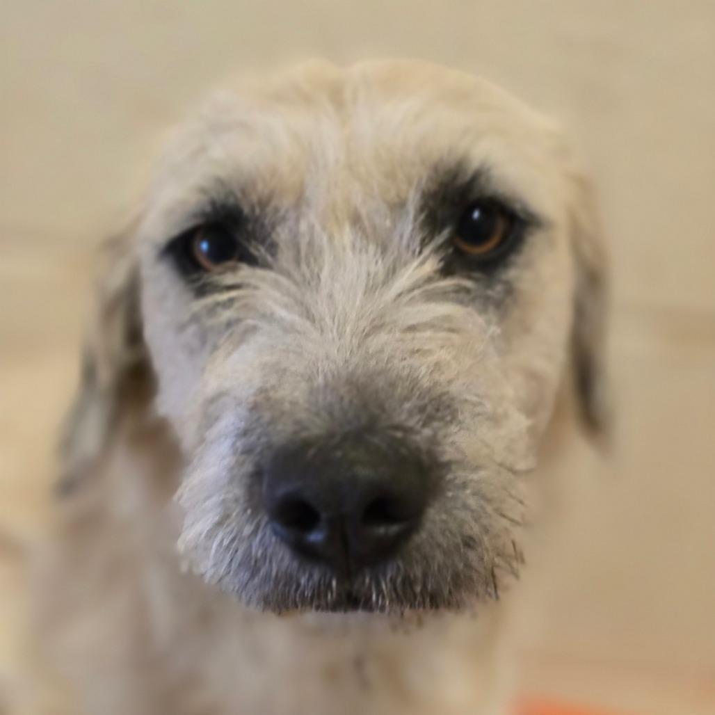 Enlarge Nibbles, a Adoptable mixed breed in Wickenburg, AZ image 2/6