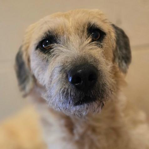 Enlarge Nibbles, a Adoptable mixed breed in Wickenburg, AZ image 3/6
