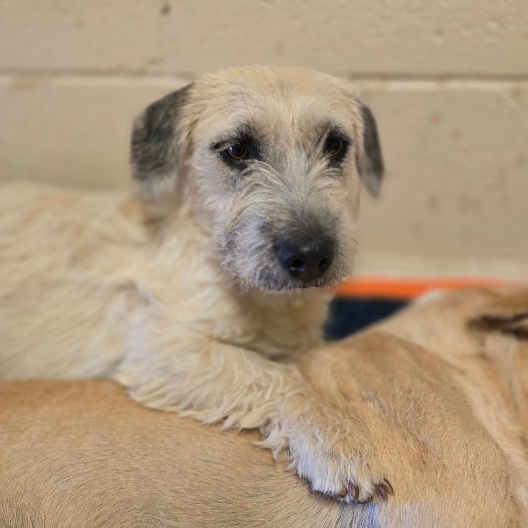 Enlarge Nibbles, a Adoptable mixed breed in Wickenburg, AZ image 4/6
