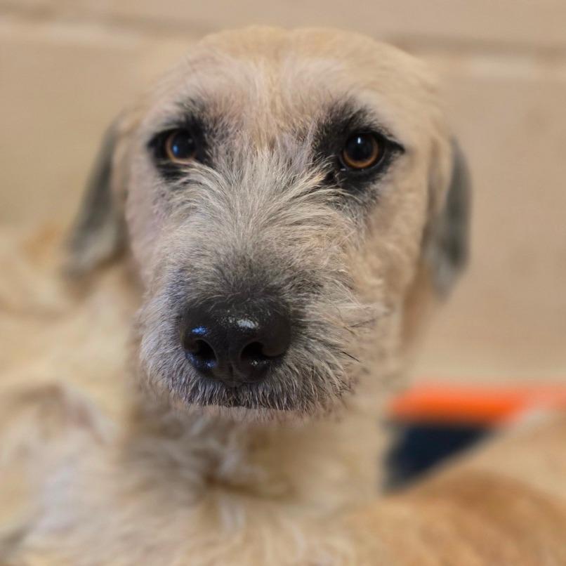 Enlarge Nibbles, a Adoptable mixed breed in Wickenburg, AZ image 5/6